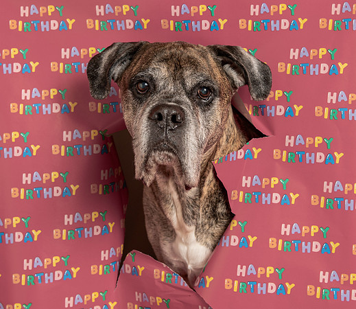 Pet photography session in Fridley, Minnesota