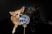 Tracy's Dogs