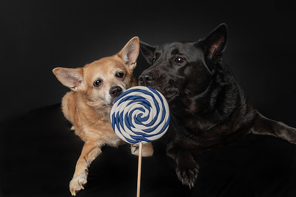 Pet photography session in Brooklyn Park, Minnesota