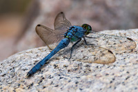 DSC_8448-BlueDasher