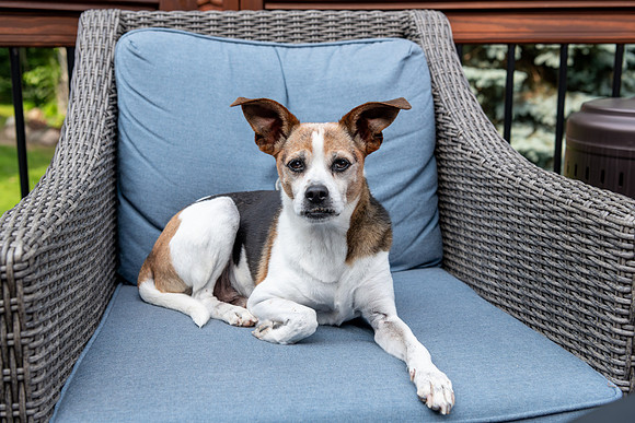 Pet photography session in Fifty Lakes, Minnesota - Butterfield Lake