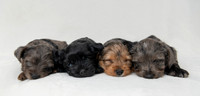Pet photography session in Blaine, Minnesota
