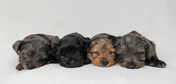 Pet photography session in Blaine, Minnesota