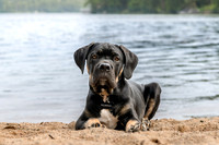 Pet photography session in Fifty Lakes, Minnesota - Butterfield Lake