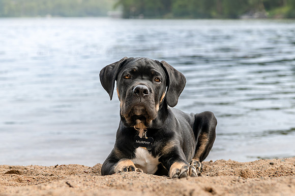 Pet photography session in Fifty Lakes, Minnesota - Butterfield Lake
