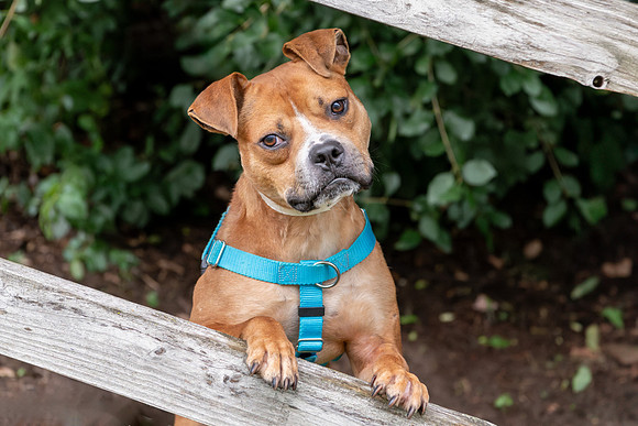 Pet photography session in Coon Rapids, Minnesota - Animal Humane Society - Chosen