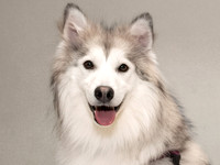 Pet photography session in Coon Rapids, Minnesota - Animal Humane Society - Raksha