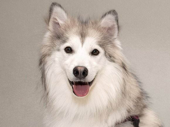 Pet photography session in Coon Rapids, Minnesota - Animal Humane Society - Raksha