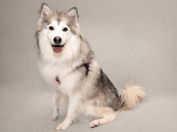 Pet photography session in Coon Rapids, Minnesota - Animal Humane Society - Raksha