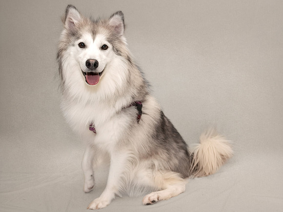 Pet photography session in Coon Rapids, Minnesota - Animal Humane Society - Raksha
