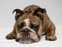 Pet photography session in Coon Rapids, Minnesota - Animal Humane Society - Gus
