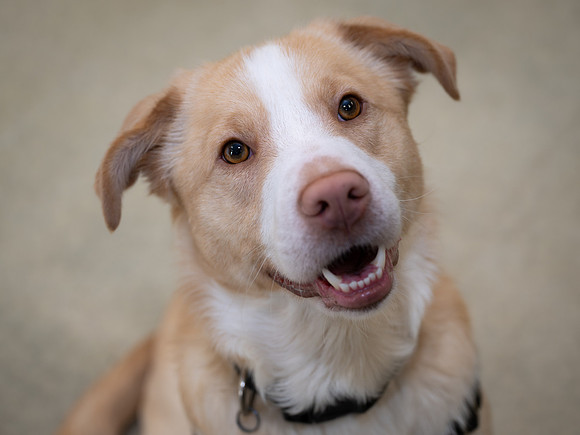 Pet photography session in Coon Rapids, Minnesota - Animal Humane Society - Cash