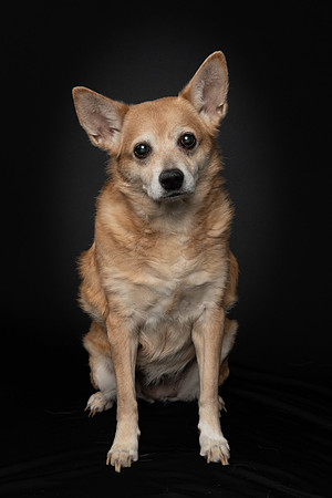 Pet photography session in St. Louis Park, Minnesota