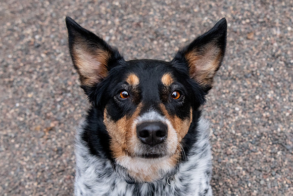 Pet photography session in Coon Rapids, Minnesota - Animal Humane Society - Lily