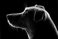 Pet photography session in Fridley, Minnesota