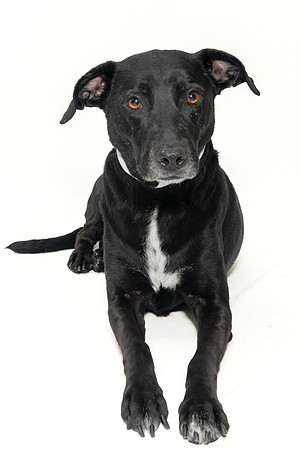 Pet photography session in Coon Rapids, Minnesota - Animal Humane Society