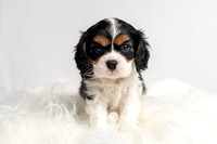 Pet photography session in Princeton, Minnesota
