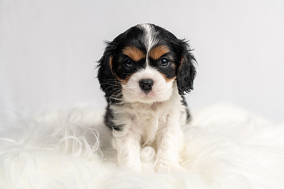 Pet photography session in Princeton, Minnesota