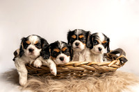 Pet photography session in Princeton, Minnesota