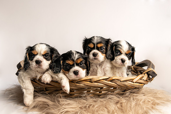 Pet photography session in Princeton, Minnesota