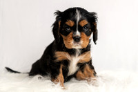 Pet photography session in Princeton, Minnesota