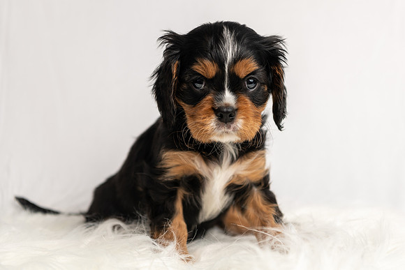 Pet photography session in Princeton, Minnesota
