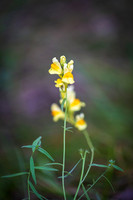 DSC_1149-Edit