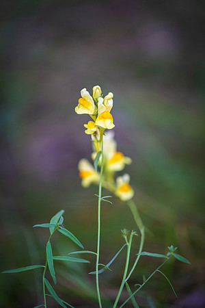DSC_1149-Edit