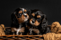 Pet photography session in Princeton, Minnesota