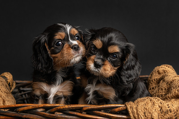 Pet photography session in Princeton, Minnesota