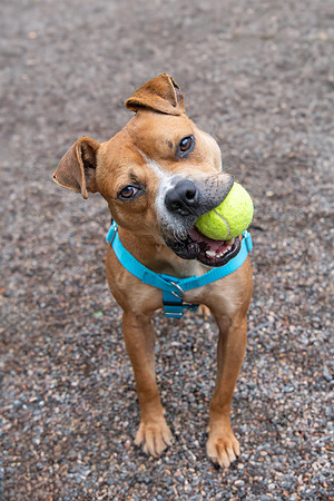 Pet photography session in Coon Rapids, Minnesota - Animal Humane Society - Chosen