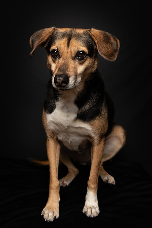 Pet photography session in Fridley, Minnesota