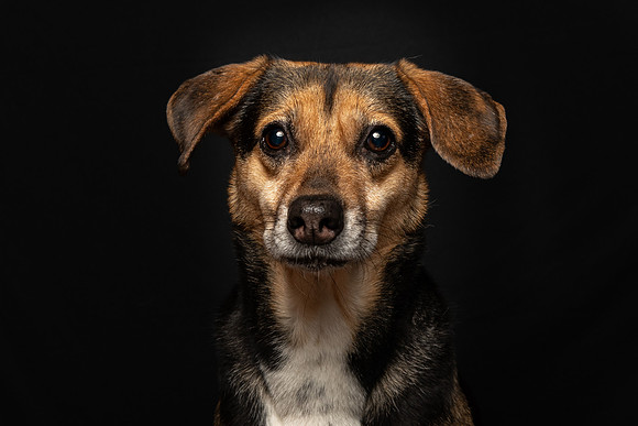 Pet photography session in Fridley, Minnesota