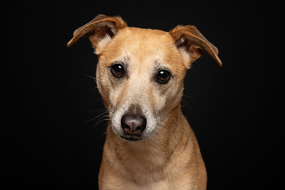 Pet photography session in Fridley, Minnesota