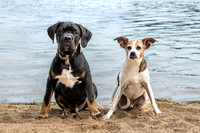 Pet photography session in Fifty Lakes, Minnesota - Butterfield Lake