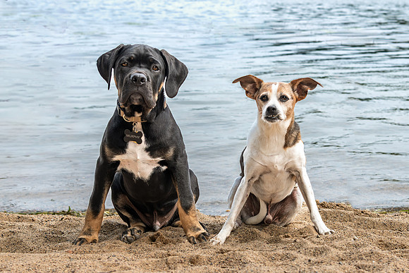 Pet photography session in Fifty Lakes, Minnesota - Butterfield Lake
