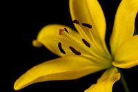 DSC_0521-Edit-3