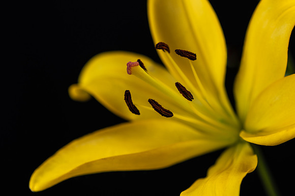 DSC_0521-Edit-3