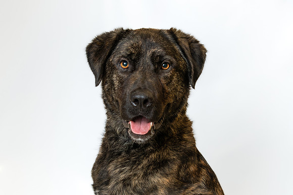 Pet photography session in Coon Rapids, Minnesota - Animal Humane Society