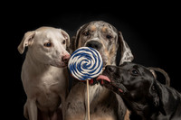 Pet photography session in St. Louis Park, Minnesota