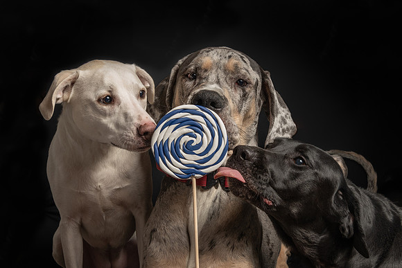 Pet photography session in St. Louis Park, Minnesota