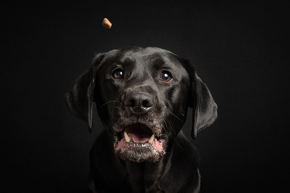 Pet photography session in St. Louis Park, Minnesota