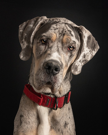 Pet photography session in St. Louis Park, Minnesota