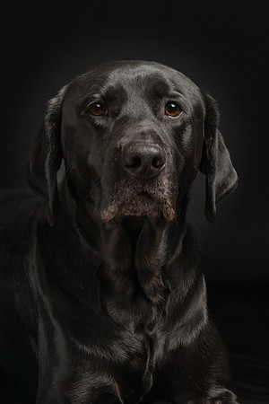 Pet photography session in St. Louis Park, Minnesota