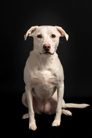 Pet photography session in St. Louis Park, Minnesota