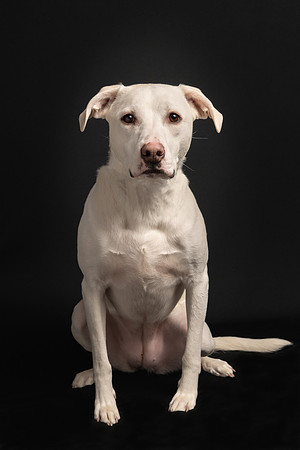 Pet photography session in St. Louis Park, Minnesota