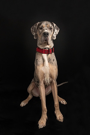 Pet photography session in St. Louis Park, Minnesota