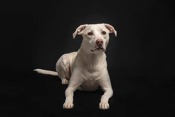 Pet photography session in St. Louis Park, Minnesota