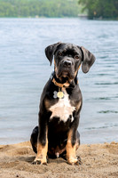 Pet photography session in Fifty Lakes, Minnesota - Butterfield Lake