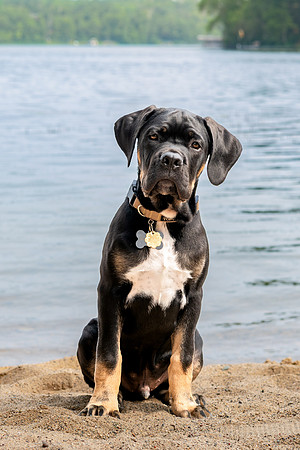 Pet photography session in Fifty Lakes, Minnesota - Butterfield Lake